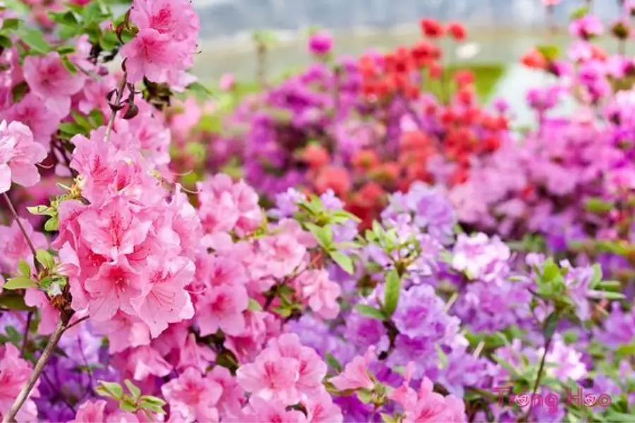 Hoa Đỗ Quyên ẩn chứa rất nhiều ý nghĩa đẹp.