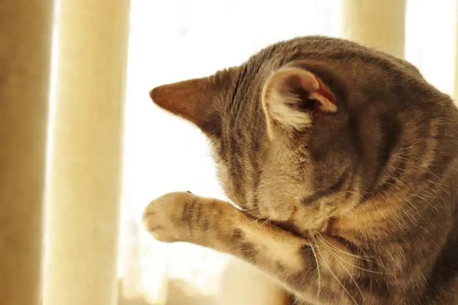 Vật thể lạ vô tình rơi vào mắt mèo là vấn đề quan trọng và cần xử lý kịp thời.