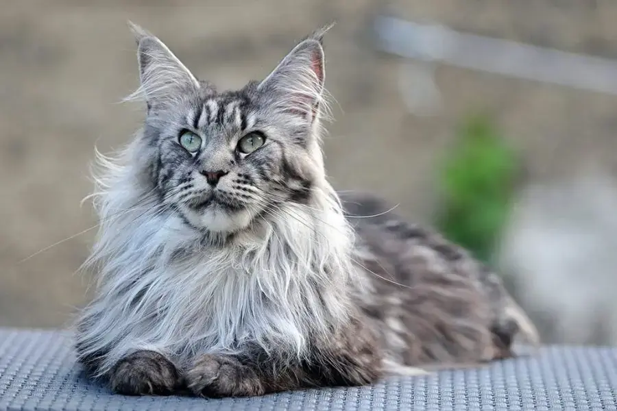 Mèo Maine Coon là giống mèo nổi tiếng vùng Bắc Mỹ.