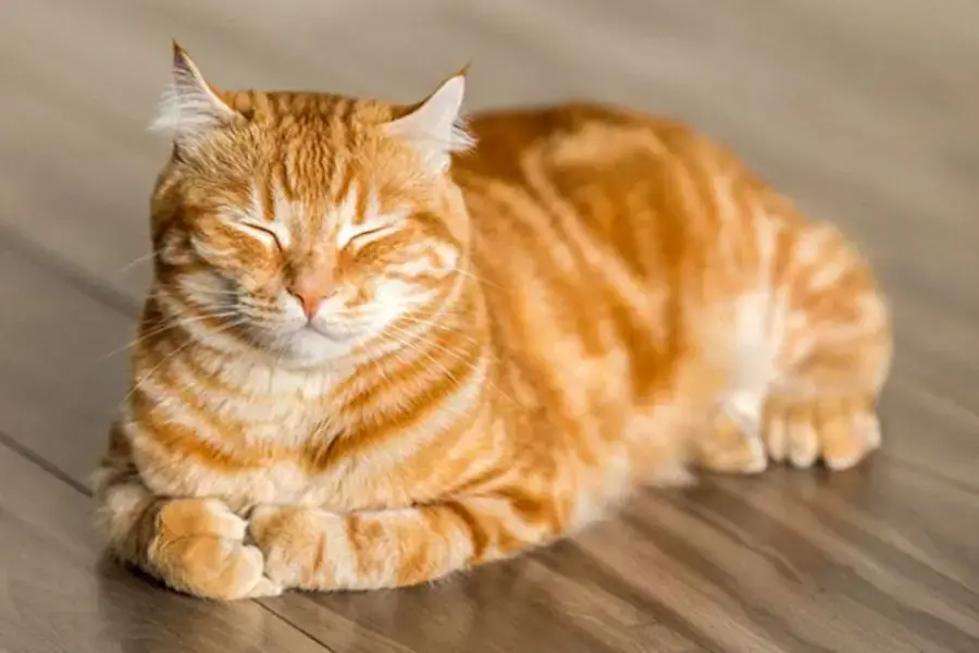 Giống mèo này có màu lông sắc vàng óng mượt.