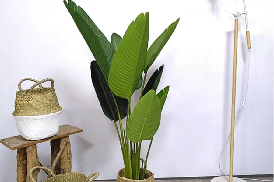 Cây chuối cảnh tạo điểm nhấn, làm đẹp cho không gian sống và giúp làm sạch không khí.