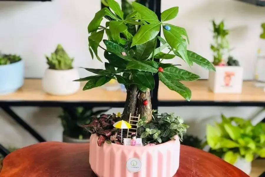 Chậu cảnh kim ngân trang trí bàn làm việc
