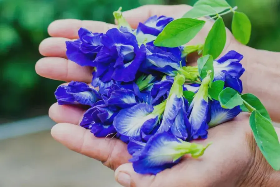 Hoa đậu biếc giúp giảm cân hiệu quả