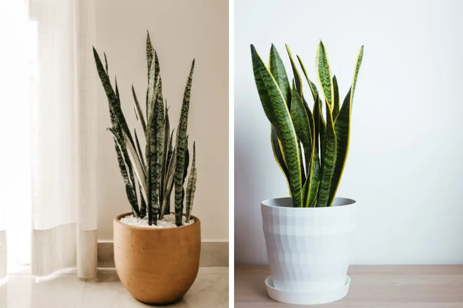 Những loại cây trồng trong nhà tốt cho sức khỏe: Lưỡi hổ là một loại cây để trong nhà tốt cho sức khỏe rất được ưa chuộng.