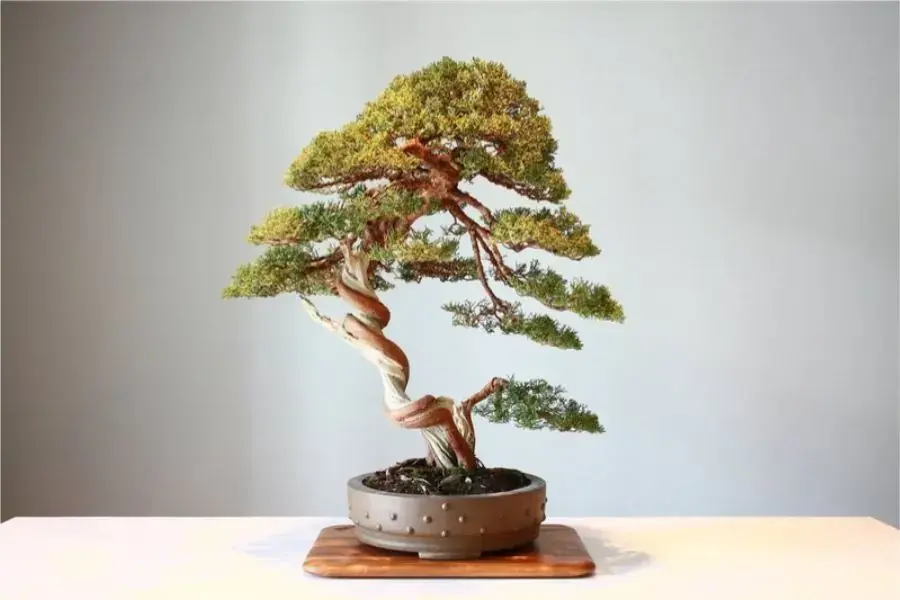 Phương pháp nẹp cành vào thanh kim loại trong kỹ thuật uốn cây cảnh