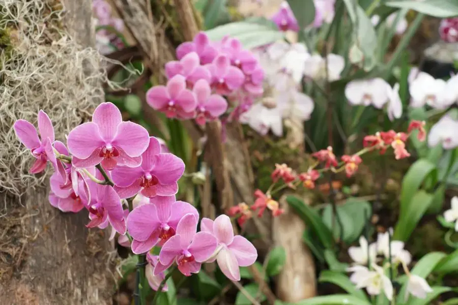 Hoa lan rừng mọc bám trên các thân cây.