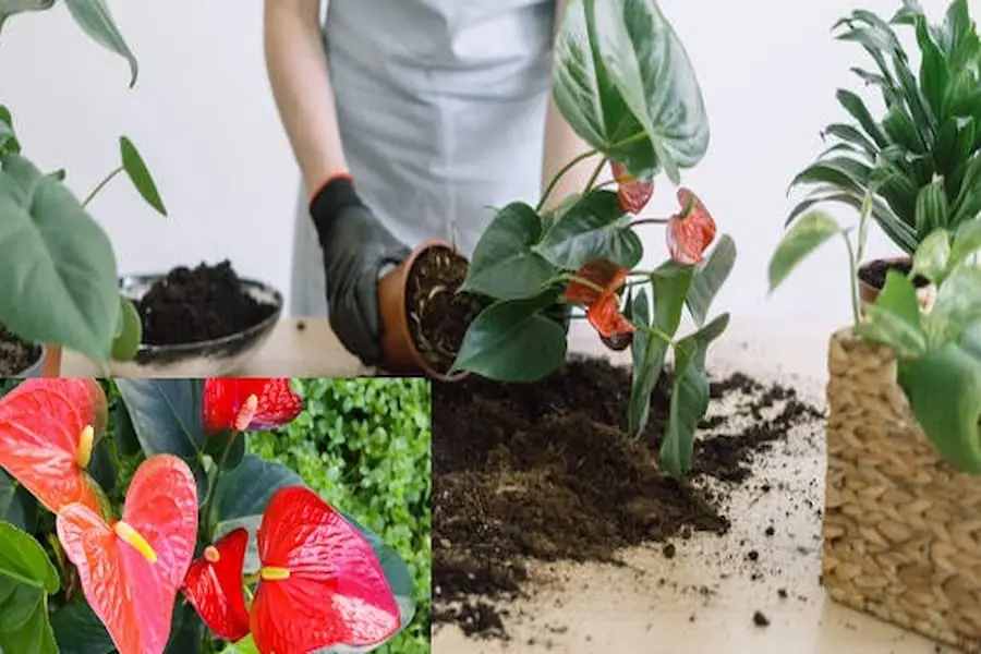 Đặt cây Hồng Môn vào chậu hoặc hồ rồi đổ đất xung quanh rễ.