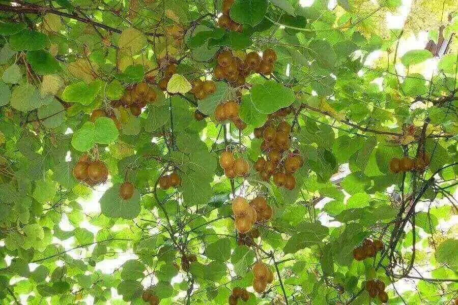 Quả kiwi có nguồn gốc từ Trung Quốc
