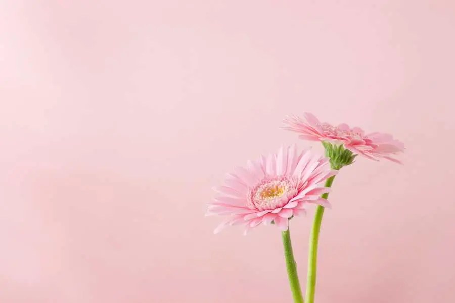 Chọn những bông hoa có cánh và nhuỵ còn tươi mới