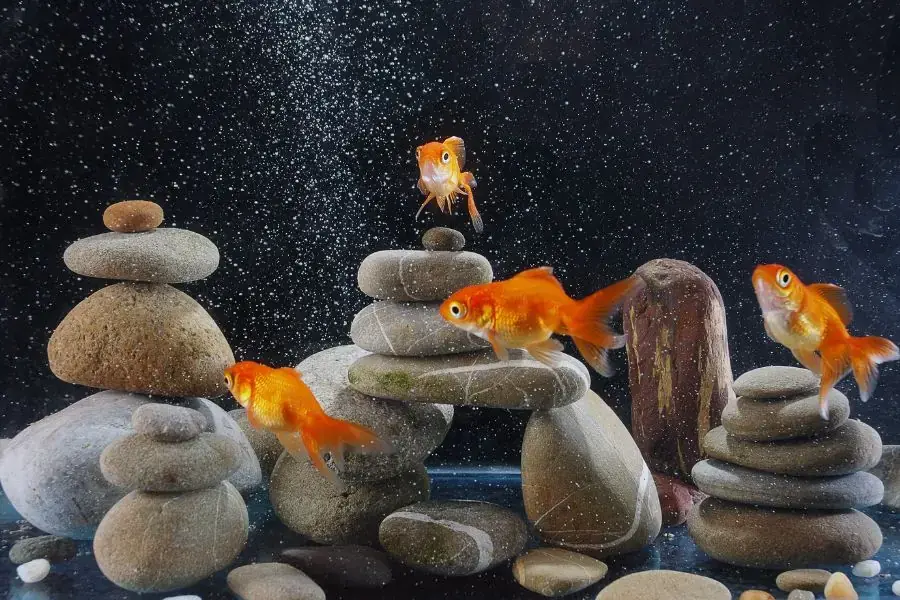 Bể cá kiểng kiểu Zen lấy cảm hứng từ kiến trúc và nghệ thuật Nhật Bản