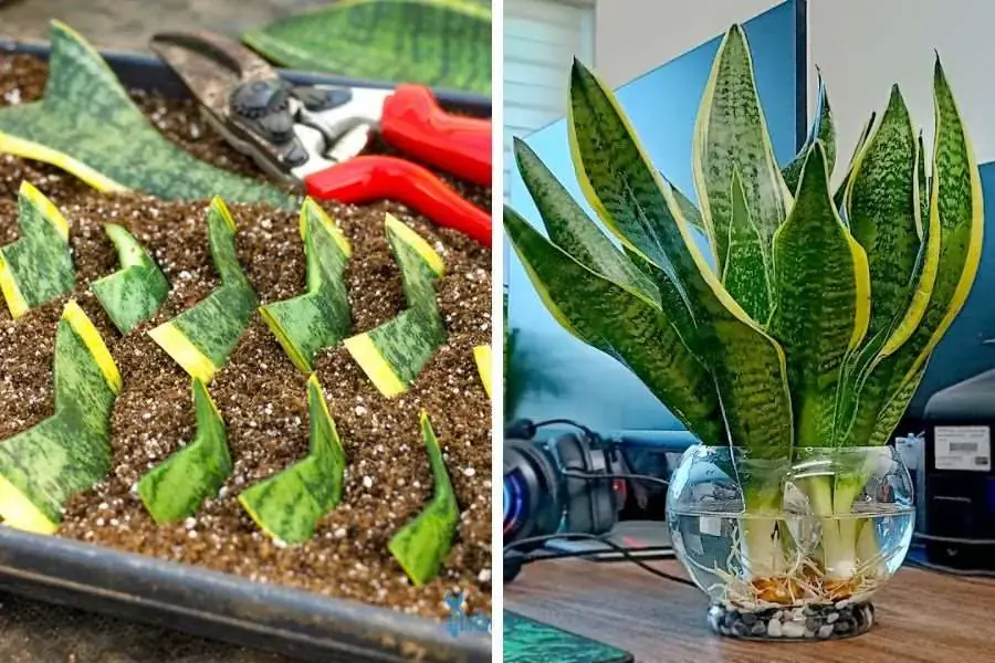 Có 2 cách trồng lưỡi hổ phổ biến: bằng lá và thủy sinh
