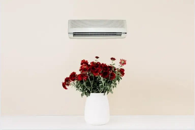 Bạn có thể đưa cây vào nhà để kiềm hoa nở.