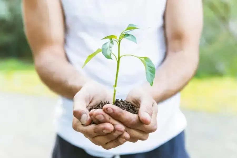 Lựa chọn những thời điểm phù hợp để cây phát triển tốt nhất