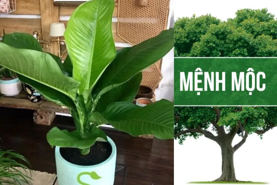 Sắc xanh của lá đại phú gia đại diện cho mệnh Mộc.