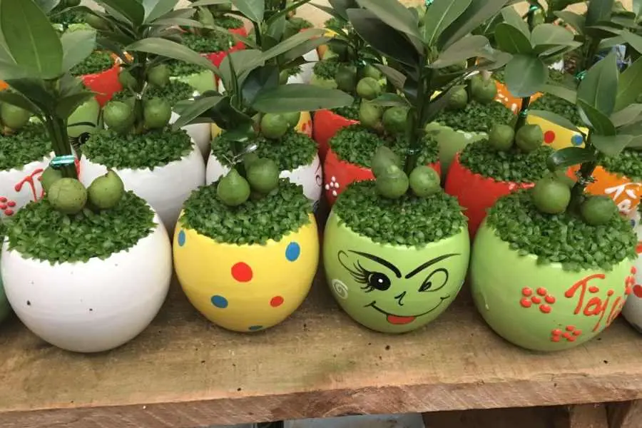 Tài lộc tương đối dễ trồng và phù hợp với khí hậu nước ta.
