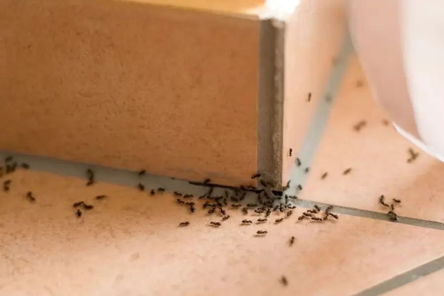 Xác định tổ kiến để có cách đuổi kiến trong phòng ngủ hiệu quả.