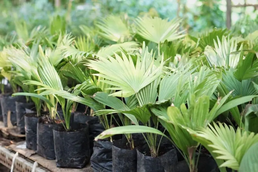 Cây cau tứ quý được nhiều gia đình trồng.