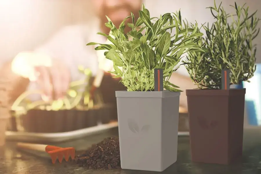 Chậu tự tưới có thể cung cấp dinh dưỡng và nước nhanh chóng