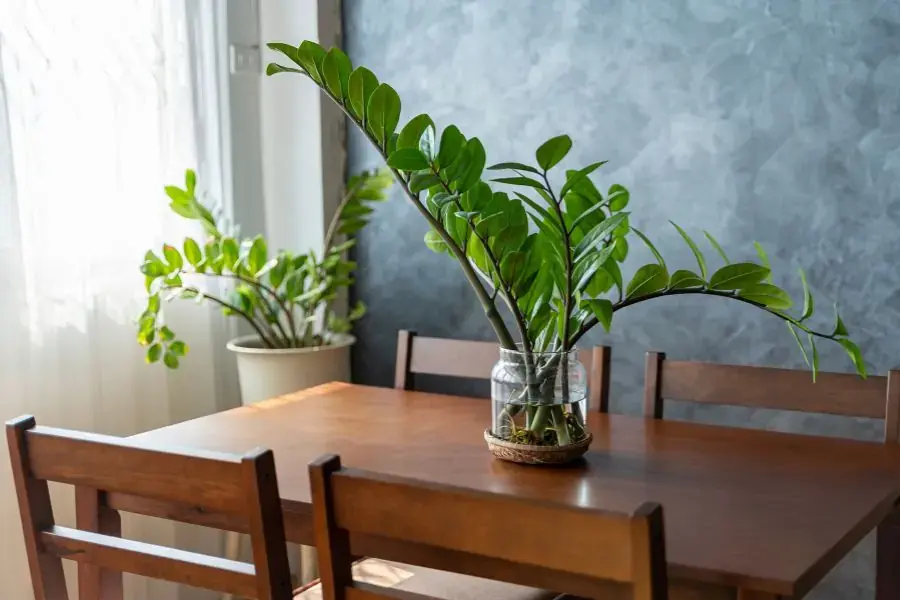 Cây kim tiền có tên khoa học là Zamioculcas zamiifolia.