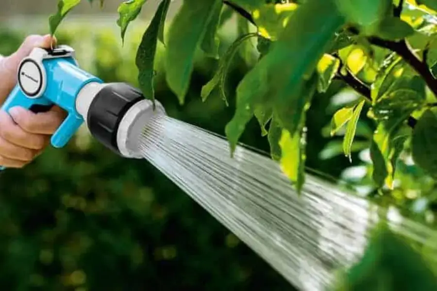 Chuối nước hàng ngày để cây chuối phát triển tốt.
