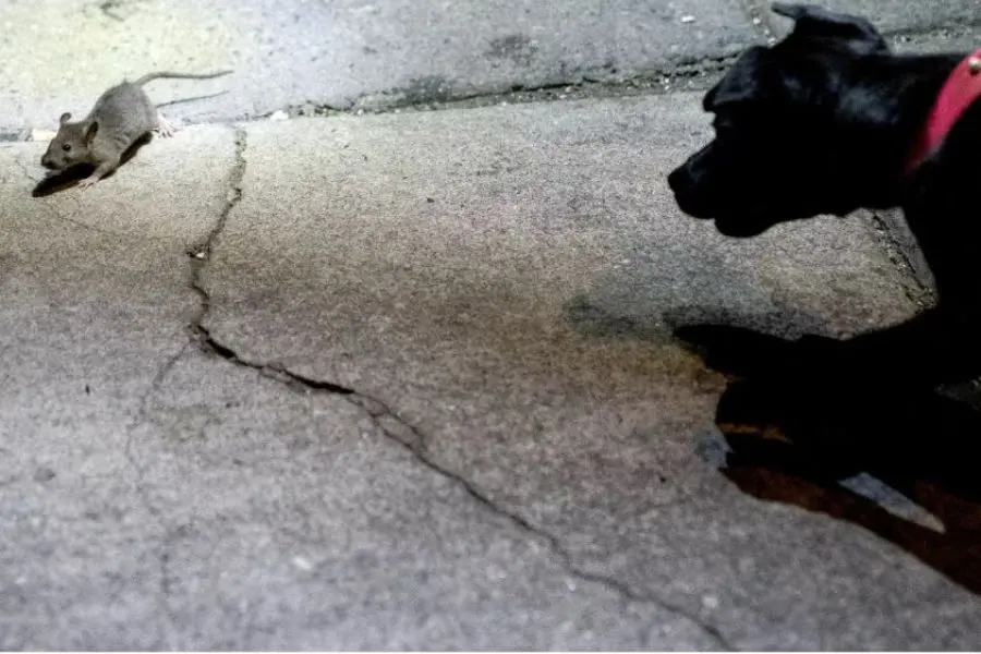 Nuôi chó cũng là một giải pháp hiệu quả để đuổi chuột.