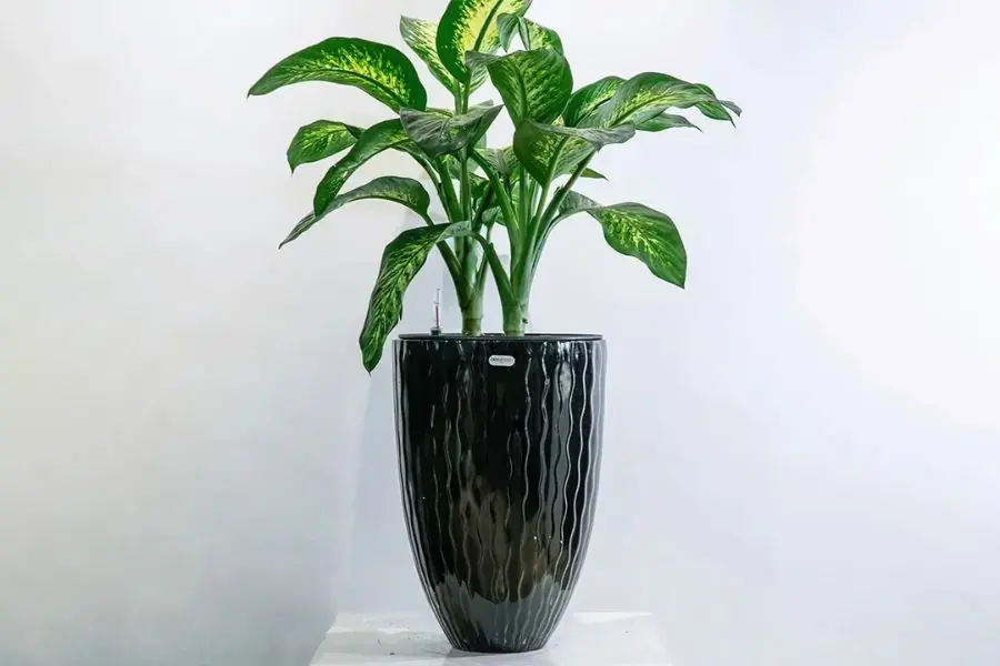 Cây vạn niên thanh có tuổi thọ lên đến 100 năm, có tác dụng bài trừ độc tố mang đến không gian sống trong lành