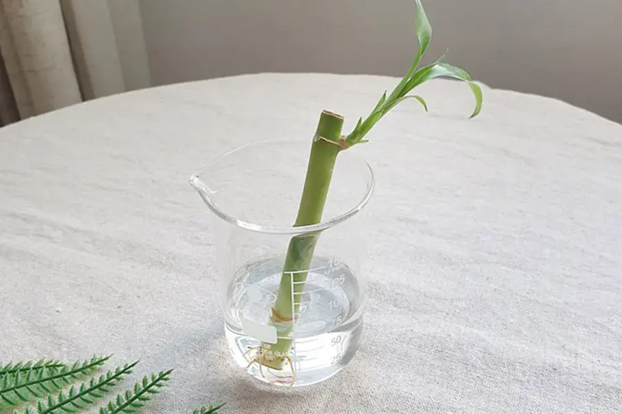 Giâm cành là cách nhân giống nhanh và dễ dàng nhất.