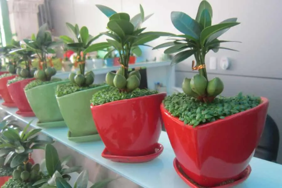 Cây tài lộc trang trí bàn lễ tân rất đẹp mắt.