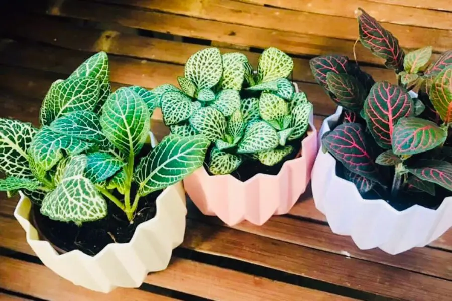 Lá cây Cẩm Nhung có nhiều lông ngắn và phấn trắng.
