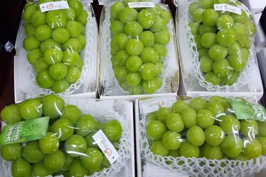 Giá nho mẫu đơn