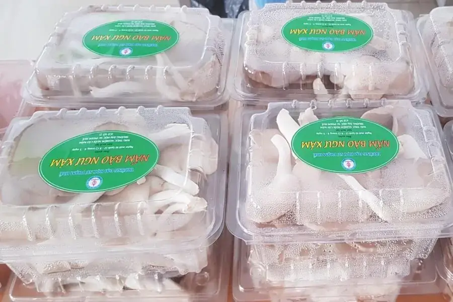 Hộp nấm bào ngư xám