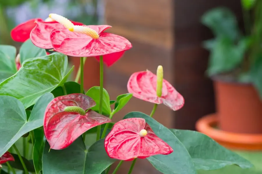 Trồng Hồng Môn trong đất hoặc thuỷ sinh đều được.