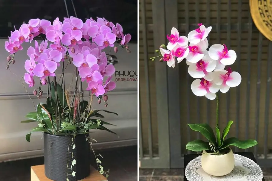 Lan hồ điệp là một vẻ đẹp hoàn mỹ và tinh tế.
