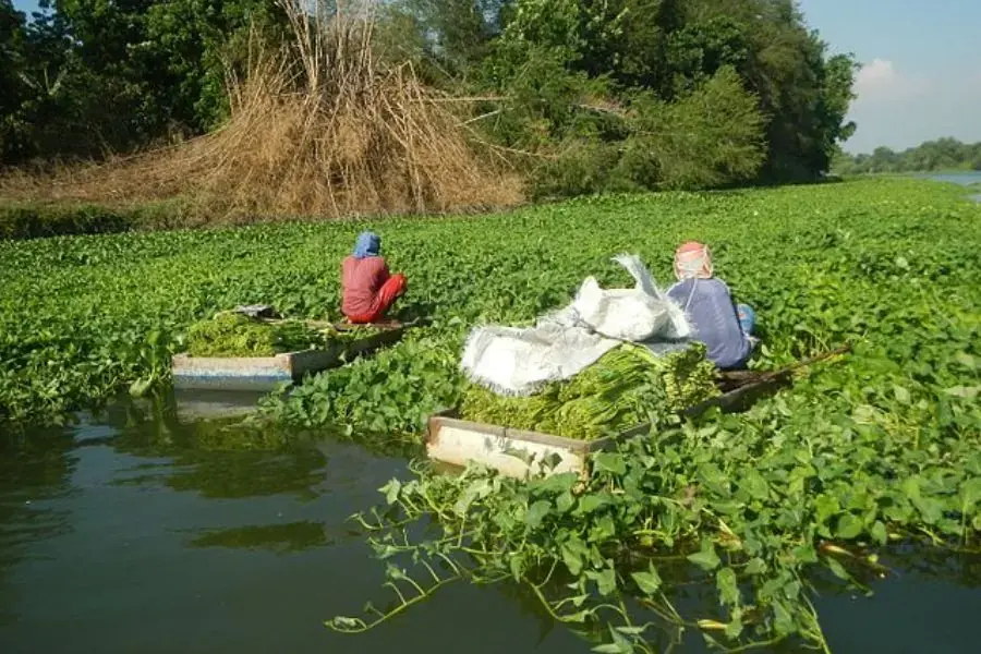 Thu hoạch rau muống