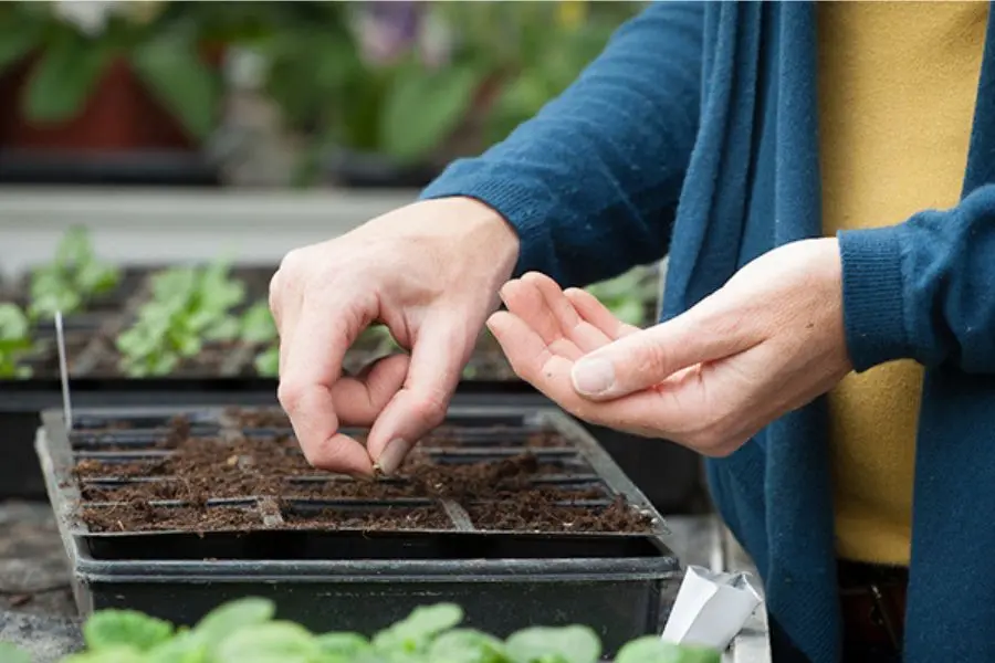 Gieo hạt dâu tây xuống giá thể đất trồng.