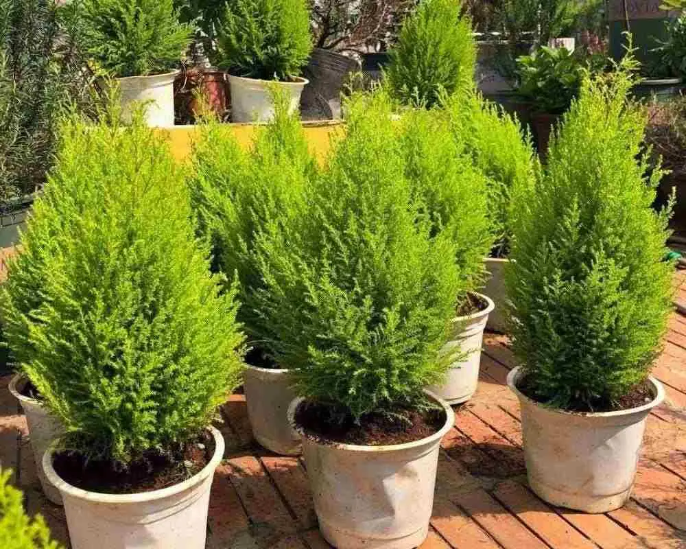 Nên đặt cây ở nơi thoáng mát, nhiệt độ vừa phải để cây dễ phát triển.