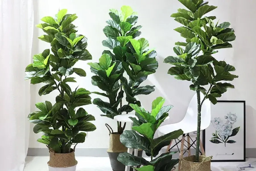 Loại cây này còn có khả năng loại bỏ độc tố trong không khí rất tốt