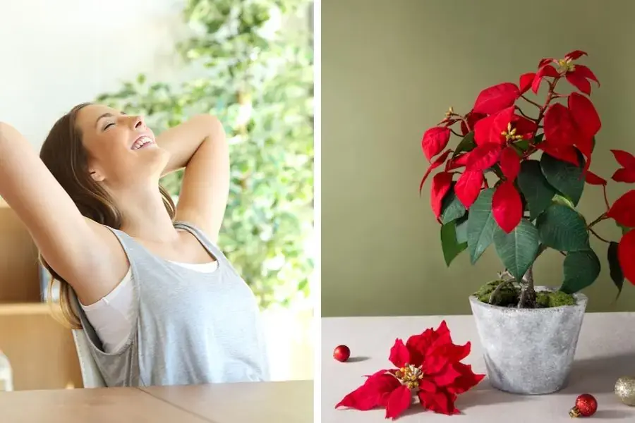 Trạng Nguyên lá đỏ có khả năng thanh lọc không khí rất tốt.