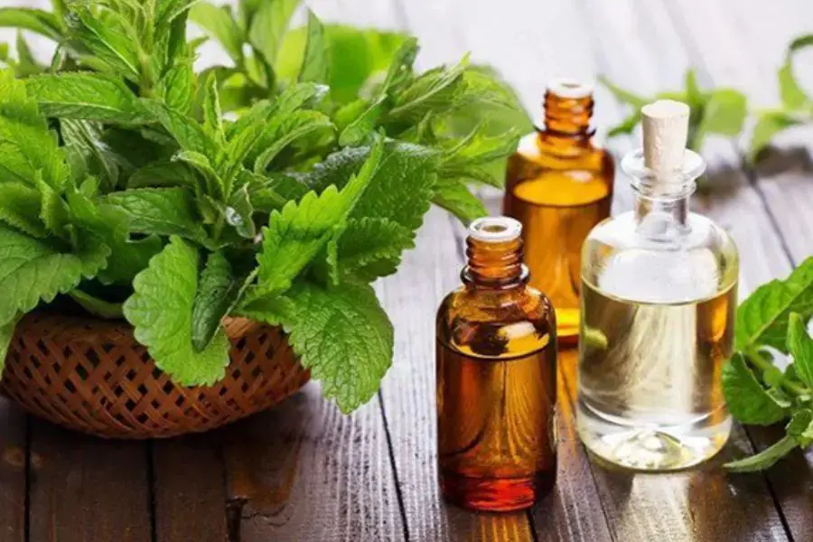 Húng quế không chỉ là một loại rau mà tinh dầu húng quế còn giúp đuổi muỗi nữa