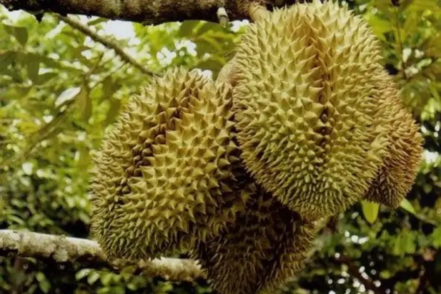Trái cây có gai nhọn thường được liên kết với sự mâu thuẫn.