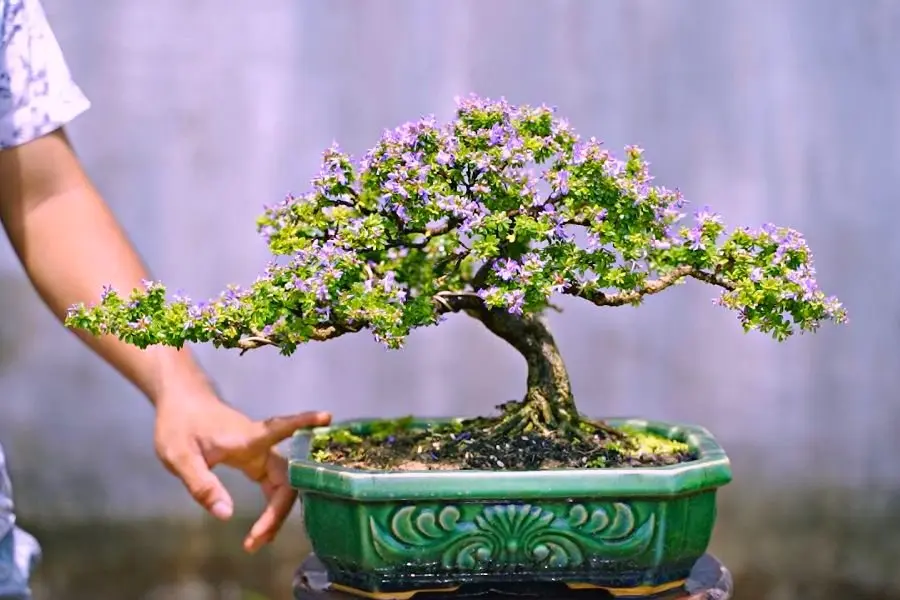 Là loài cây thường được trồng trong vườn làm cây cảnh.