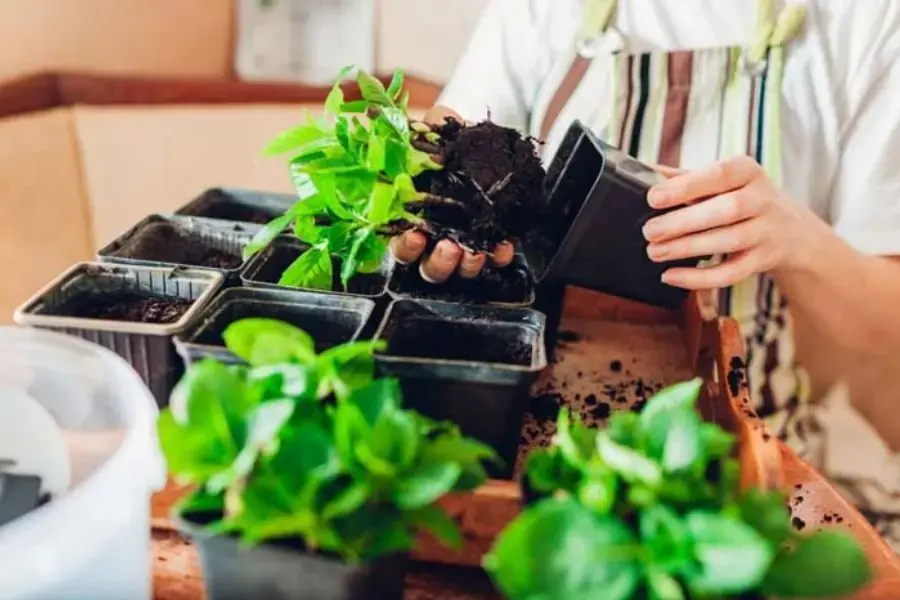 Nhân giống cẩm tú cầu đúng cách để đạt hiệu quả cao.
