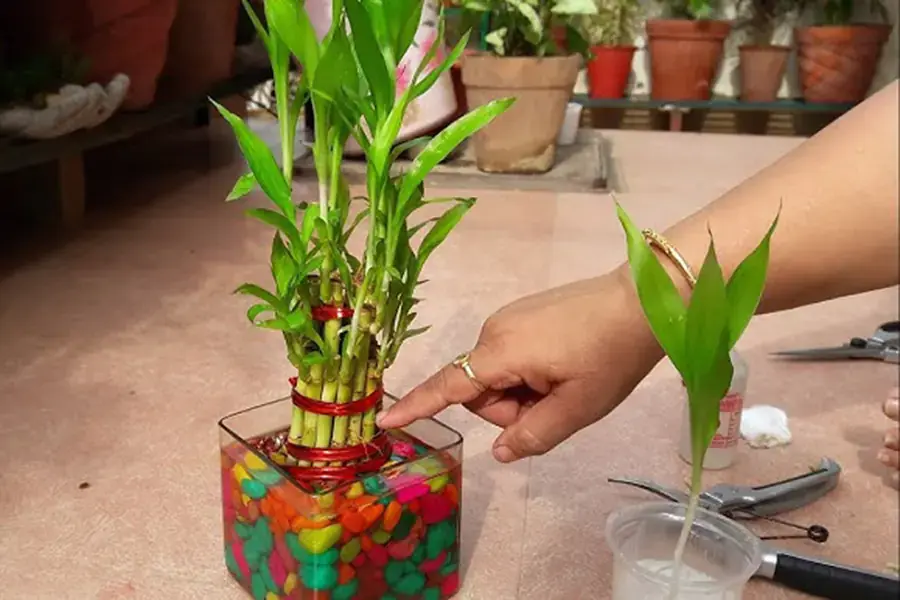 Cắt tỉa cành giúp cây phát triển thuận lợi.