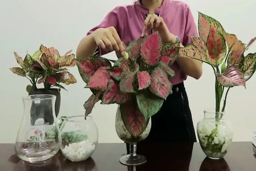 Thường xuyên cắt tỉa và uốn dáng cho cây Vạn Lộc.