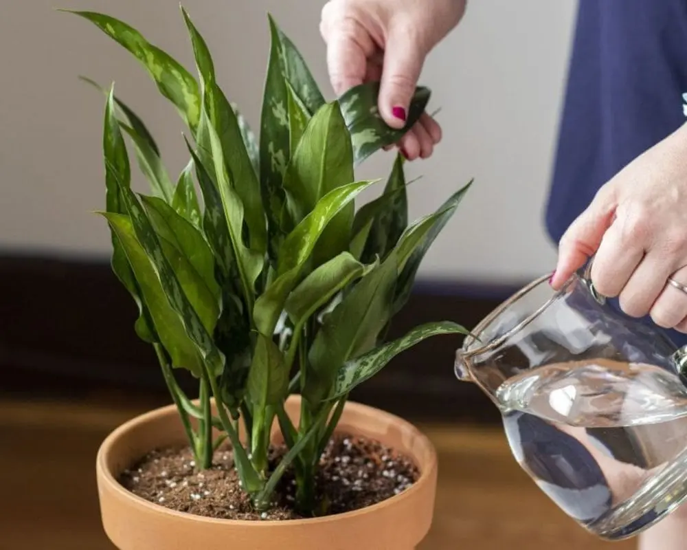Cách chăm cây trầu bà: Nếu được trồng trong nhà, 1 tuần tưới nước 2 lần cho cây là đủ.