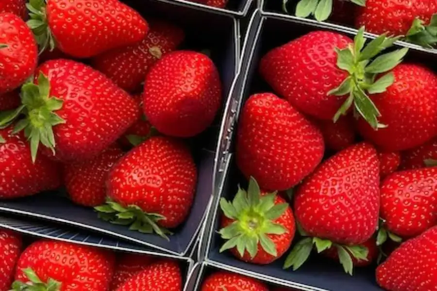 Những quả dâu ngon có màu đỏ tươi,vỏ bóng láng và căng mọng