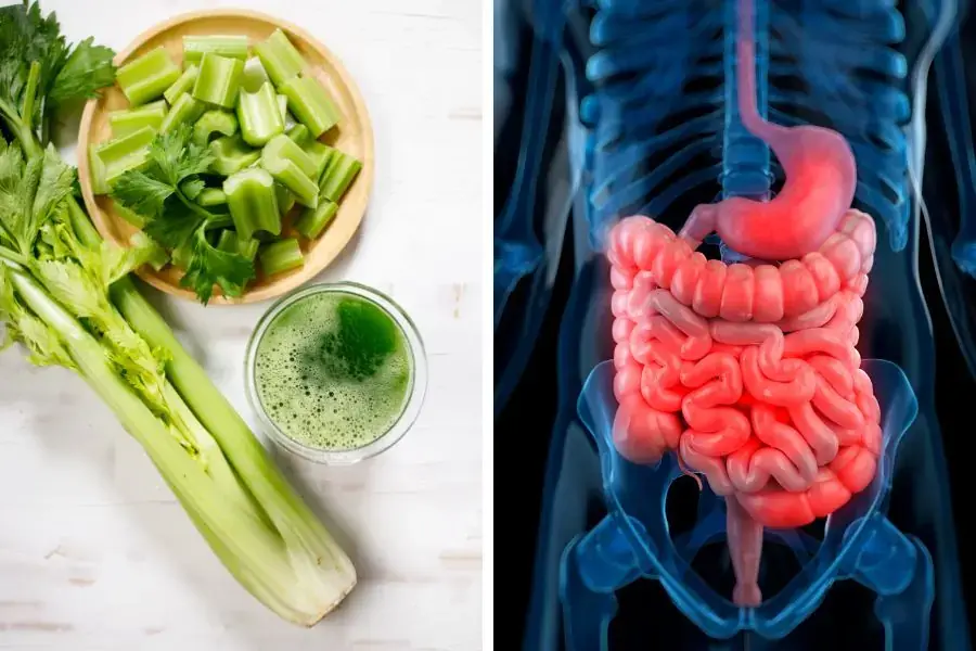 Tác dụng nước ép cần tây: Hỗ trợ hoạt động của hệ tiêu hóa tốt hơn