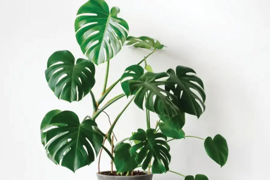 Lá của trầu bà có hình dáng gần giống hình trái tim