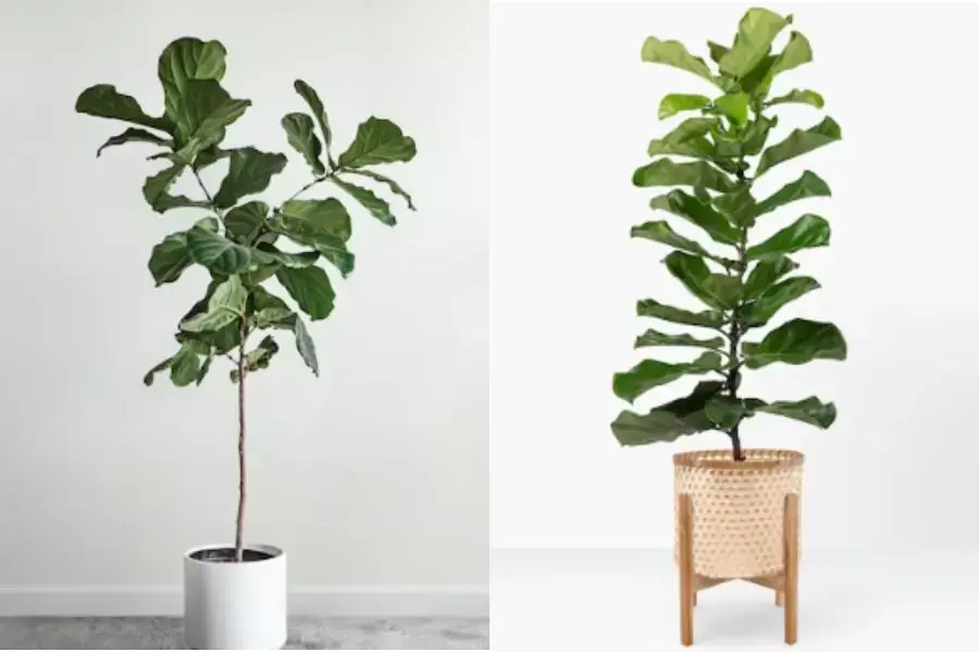 Cây bàng dễ trồng, dễ chăm sóc