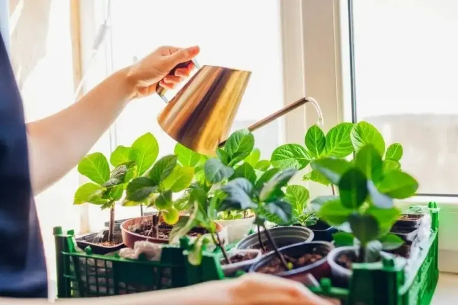 Theo dõi và chăm sóc cẩm tú cầu để cây ra hoa to và đẹp.